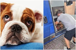 Šiurpioje istorijoje apie Lietuvos pervežėjų autobusiuke nugaišusį šunelį tarnybos padėjo tašką