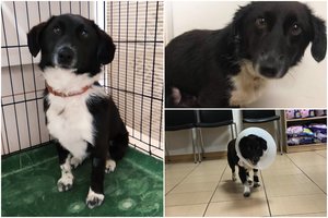 Ukmergėje vyro prievartautas šunelis rado saugius namus