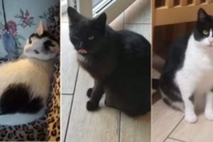 Klaipėdos rajone – nerimas dėl dingstančių kačių