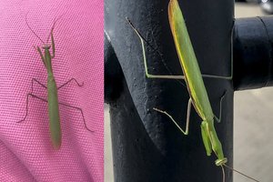 Netoli Marijampolės aptiko retą gyvį Lietuvoje: čia jie atklysta iš šiltų kraštų