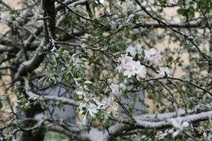 Nukentėję nuo šalnų galės gauti lengvatines paskolas