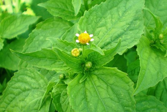 Kovai su šia piktžole jums prireiks kantrybės, tačiau ne viskas prarasta 