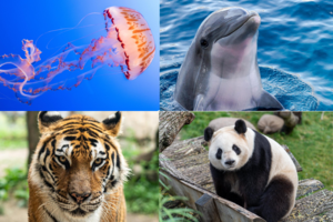 Išsiaiškinkite, kokie tėvai esate: tigrai, pandos, delfinai ar medūzos