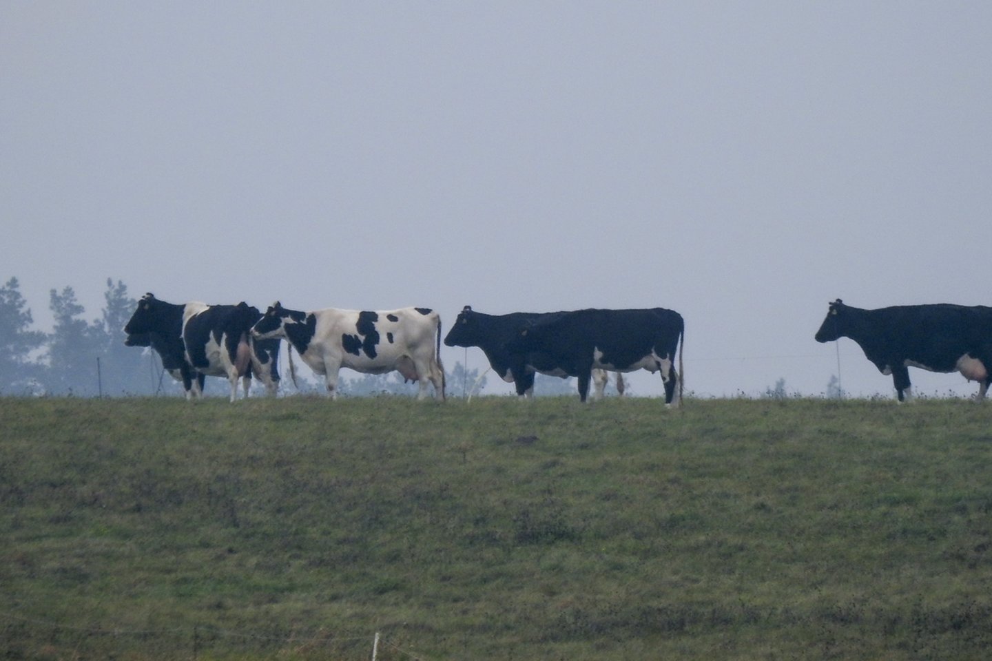 Nors Lietuvoje laikomų karvių mažėjo, ūkių našumas padidėjo.<br>V.Ščiavinsko nuotr.