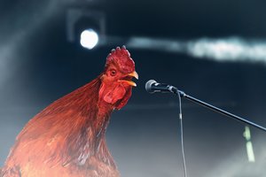 Kodėl gaidžiai gieda rytais?