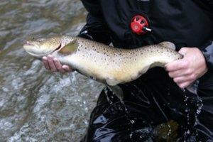 Svarbi žinia žvejams: nuo rugsėjo 1-osios prasidės reidai dėl itin vertingos žuvies išsaugojimo