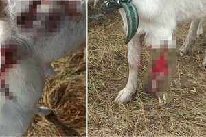 Vilko puota Kėdainių rajone: ūkininkė gynėsi pagaliu