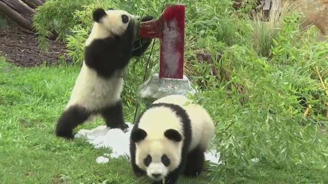 Žavingi kadrai iš zoologijos sodo: pandos jaunikliai švenčia gimtadienį