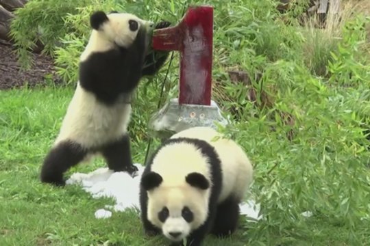 Žavingi kadrai iš zoologijos sodo: pandos jaunikliai švenčia gimtadienį