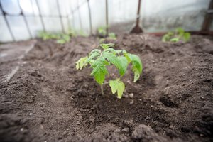 Šiltnamis tarnaus ir rudenį: ką sodinti vėlyvam derliui