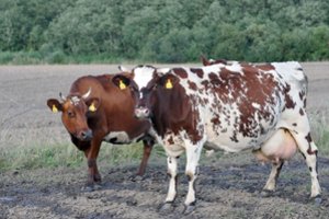 Smulkaus pieno ūkio verslo planui – 15 tūkst. eurų