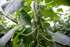 Daržovių supirkimas liepą mažėjo