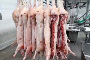 Kiaulių skerdenų kainos Lietuvoje šiemet didėjo