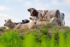 100 proc. parama smulkiems pienininkystės ūkiams