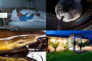 Košmaras vyro namuose: šiurpus radinys miegamajame atėmė žadą