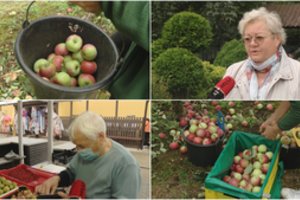 Nors šiemet obuolių daugiau, pirkėjai už juos paklos tikrai brangiau: ūkininkams velkasi skolos