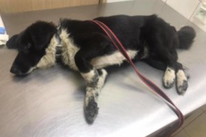 „GGI“ sprendžiami žiauraus elgesio su gyvūnais atvejai: lietuvių sadizmui nėra ribų