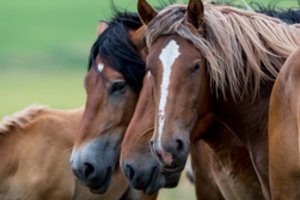 Kraupsta nuo naujos mados: tėvai perka vaikams žirgus, o vėliau šie atsiduria tvartuose