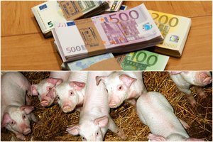 Prigriebė ūkio brigadininkę – susišlavė tūkstančius už parduotas svetimas kiaules  