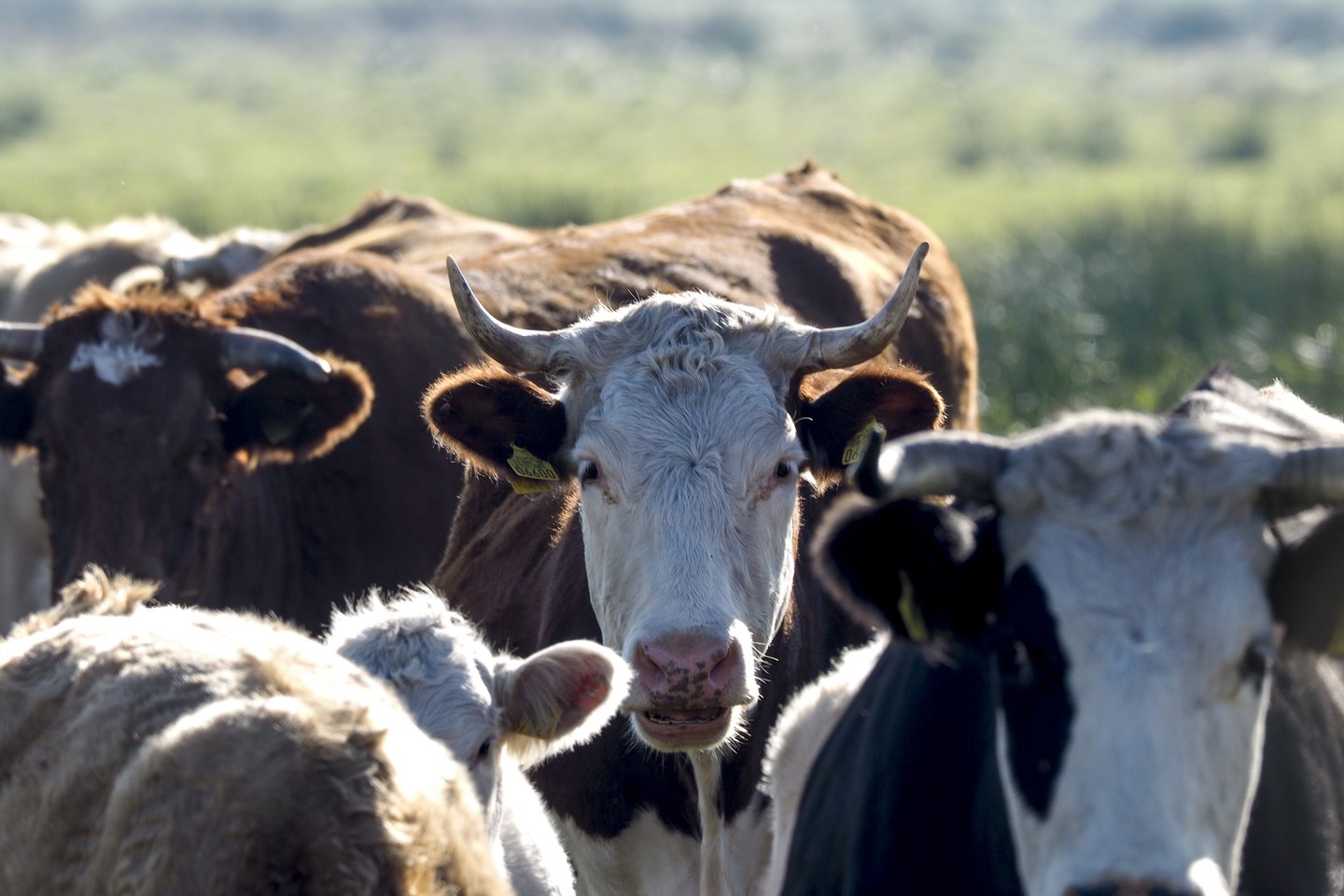 Žemės ūkio ministerija smulkius pieno gamintojus kviečia teikti paraiškas pagal Lietuvos kaimo plėtros 2014–2020 metų programos priemonės „Ūkio ir verslo plėtra“ veiklos sritį „Parama smulkiesiems ūkiams“.<br>V.Ščiavinsko nuotr.