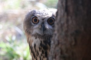 Kauno r. į laisvę paleidžiami ypatingi Lietuvos paukščiai