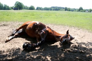 Po praėjusios vasaros Lietuvoje – žinia apie pasiektus grėsmingus rekordus