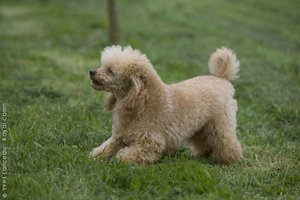 Pudelius pirkti norėjusi moteris susidūrė su aferiste: nei avanso, nei šunų