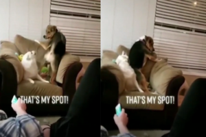 Šunų kova dėl vietos ant sofos prajuokino tūkstančius: elgesys priminė besipešančius vaikus