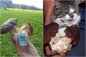 Valentino aptikti įspūdingi keistuoliai baravykai sulaukė dėmesio: radinys sudomino net katiną