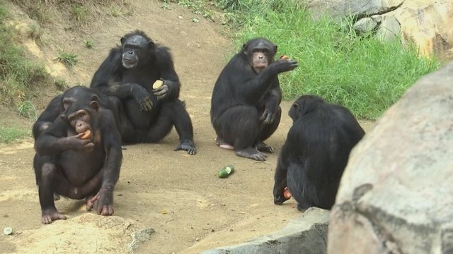 Kalifornijoje siautėja karščio banga: stebėkite, kaip šimpanzės išlieka vėsios