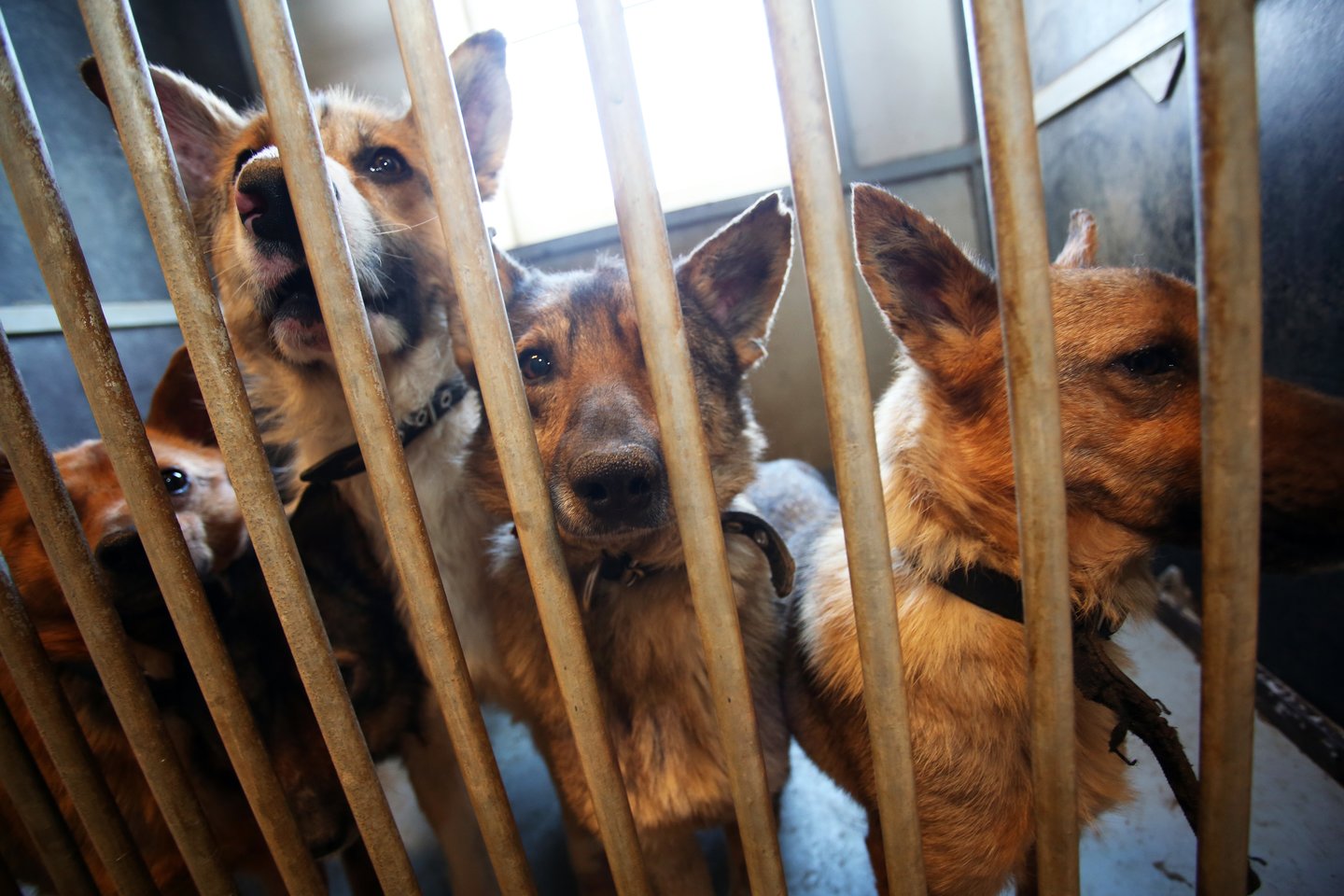  Alytaus rajono gyventojai pranešė policijai dėl sodyboje laikomų šunų.<br> M.Patašiaus asociatyvioji nuotr.
