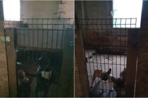 Nelegalaus veisimo mastai gąsdina: sąlygos tragiškos, aidi pagalbos šauksmas