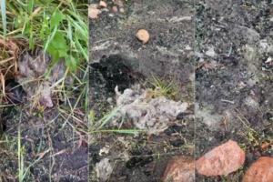 Kraupi egzekucija: įtariama, kad slėpdami pėdsakus daugintojai šunį sudegino