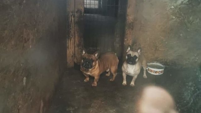 Vaizdai šokiruoja: Tauragėje rasta dar viena nelegali šunų veisykla 