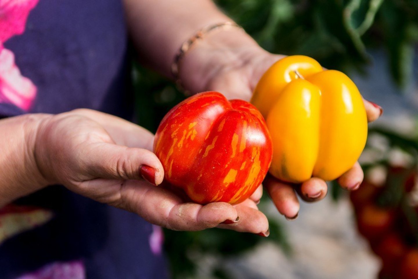 Netoli Ramygalos ūkį turinti Salvina Kievinienė gali be perstojo kalbėti apie pomidorus, kurių moters šiltadaržiuose šiais metais yra net 80 rūšių – hibridinių ir veislinių.<br>R. Ančerevičiaus nuotr.