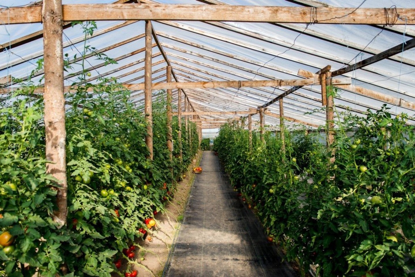 Netoli Ramygalos ūkį turinti Salvina Kievinienė gali be perstojo kalbėti apie pomidorus, kurių moters šiltadaržiuose šiais metais yra net 80 rūšių – hibridinių ir veislinių.<br>R. Ančerevičiaus nuotr.