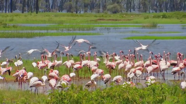 Į apylinkes sugrįžę flamingai atgaivino viltį plėtoti turizmą