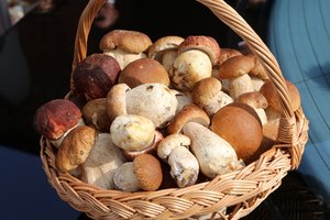 Prasidėjo grybų sezonas: ekspertai pataria, kaip išvengti apsinuodijimo