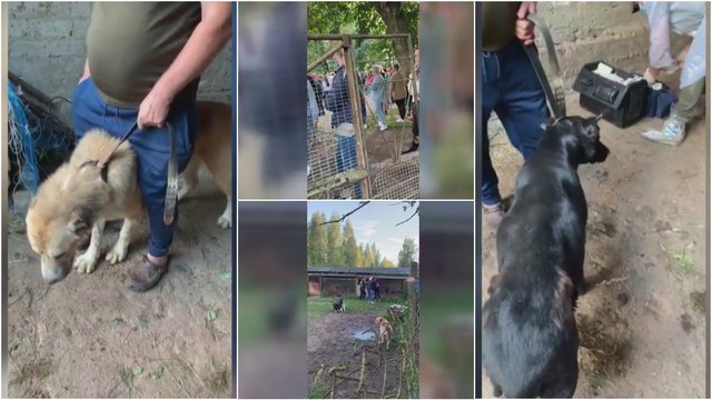 Vaizdai Širvintų ūkininko sodyboje kelia šiurpą: šunys nusėti žaizdomis, negyvi šuniukai rasti maišuose