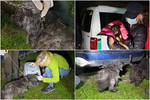 Sodyboje netoli Marijampolės – žiaurus elgesys su šunimis: 3 negyvi, dar 21 – siaubingai apleistas