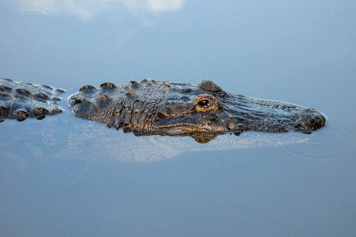 Nors gaminius iš aligatoriaus odos ir leidžiama įvežti į Australiją, jie griežtai reguliuojami pagal Nykstančių laukinės faunos ir floros rūšių tarptautinės prekybos konvenciją (CITES).<br>A.Barzdžiaus nuotr.