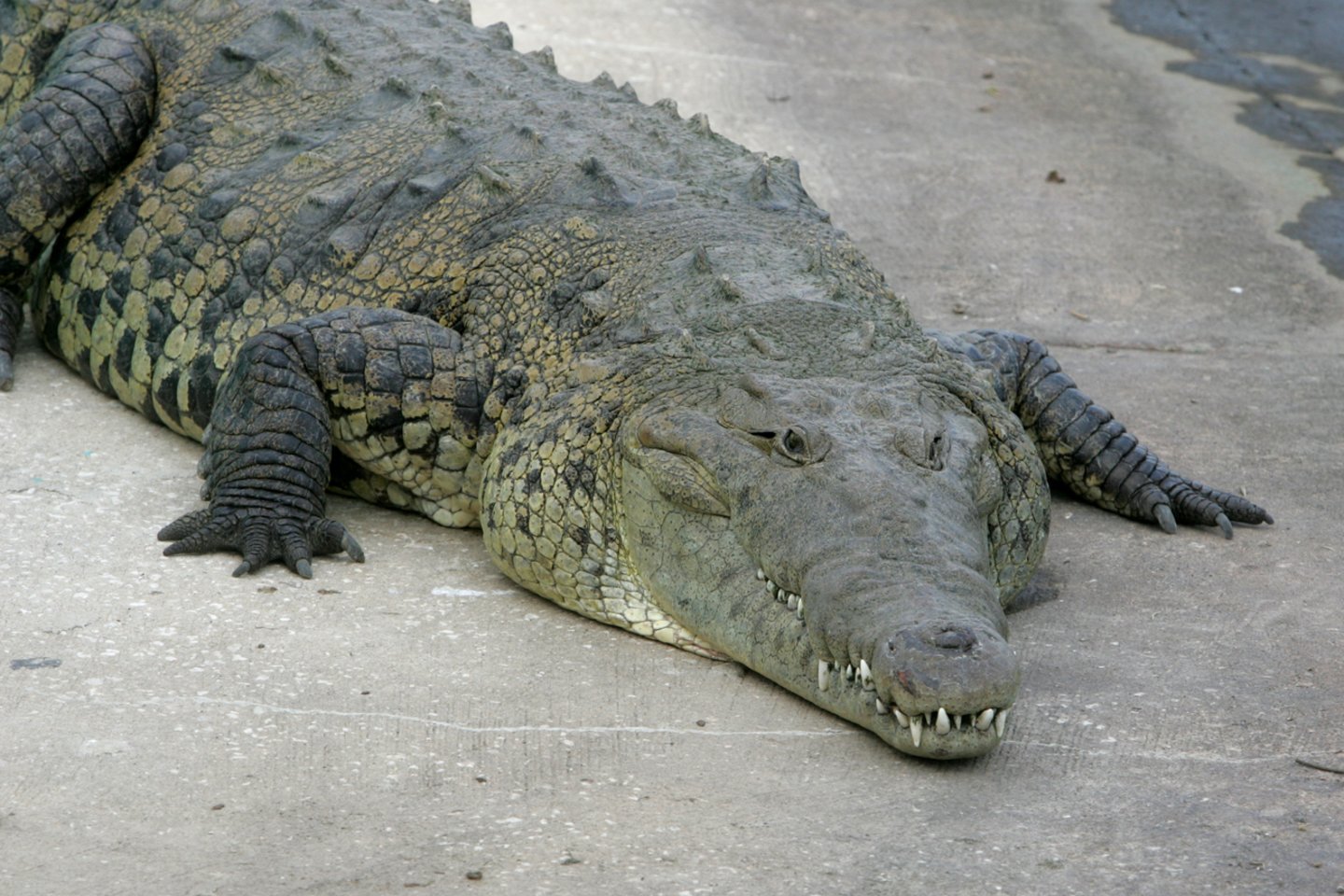 Nors gaminius iš aligatoriaus odos ir leidžiama įvežti į Australiją, jie griežtai reguliuojami pagal Nykstančių laukinės faunos ir floros rūšių tarptautinės prekybos konvenciją (CITES).<br>A.Barzdžiaus nuotr.