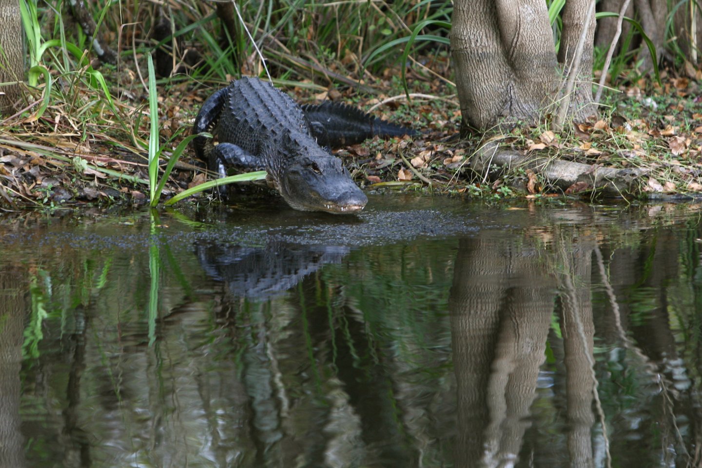 Nors gaminius iš aligatoriaus odos ir leidžiama įvežti į Australiją, jie griežtai reguliuojami pagal Nykstančių laukinės faunos ir floros rūšių tarptautinės prekybos konvenciją (CITES).<br>G.Šiupario nuotr.