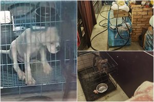 „Slaptas gyvūnų pragaras“ Kretingos rajone buvo žinomas veterinarijos specialistams