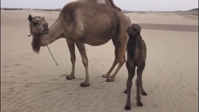 Peru gimė retos rūšies kupranugaris: mažylis turi tik vieną kuprą
