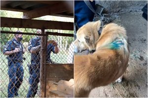 Pasipylė skundų dėl blogo elgesio su gyvūnais lavina: sulaukė 250 pranešimų, pradėta 12 tyrimų