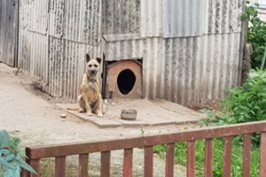 Jonavoje konfiskuotas metaliniu strypu muštas šuo ieškos naujų namų