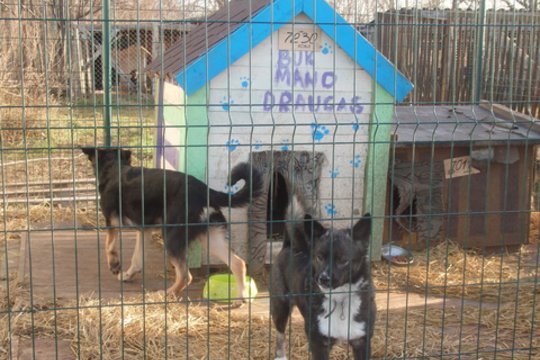 Verslas reaguoja į veisyklų skandalą: kviečia vienytis ir padėti gyvūnams