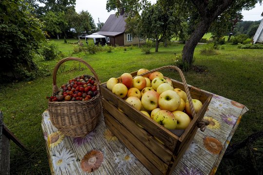 Savaitgalį lietuviai žada užgulti sulčių spaudyklas: ką ir už kiek galima išsispausti