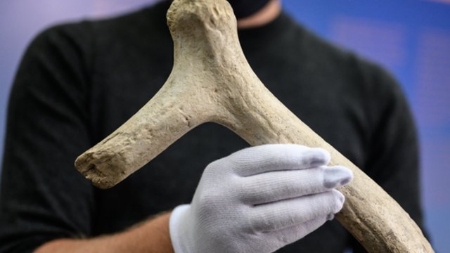 Seniausias Lietuvos archeologinis radinys: daugiau kaip 13 tūkst. metų senumo kirvis